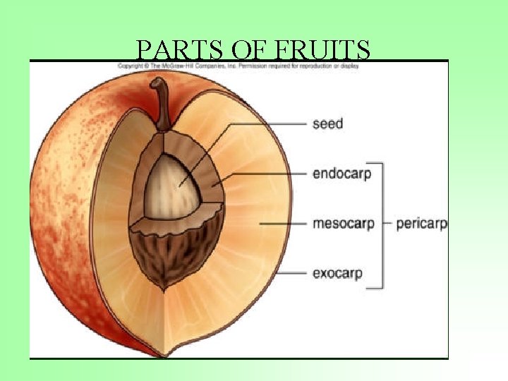 PARTS OF FRUITS 