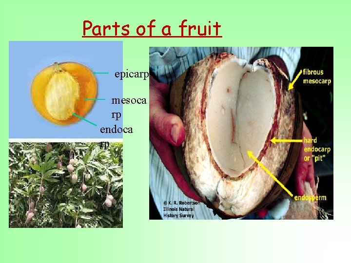 Parts of a fruit epicarp mesoca rp endoca rp 