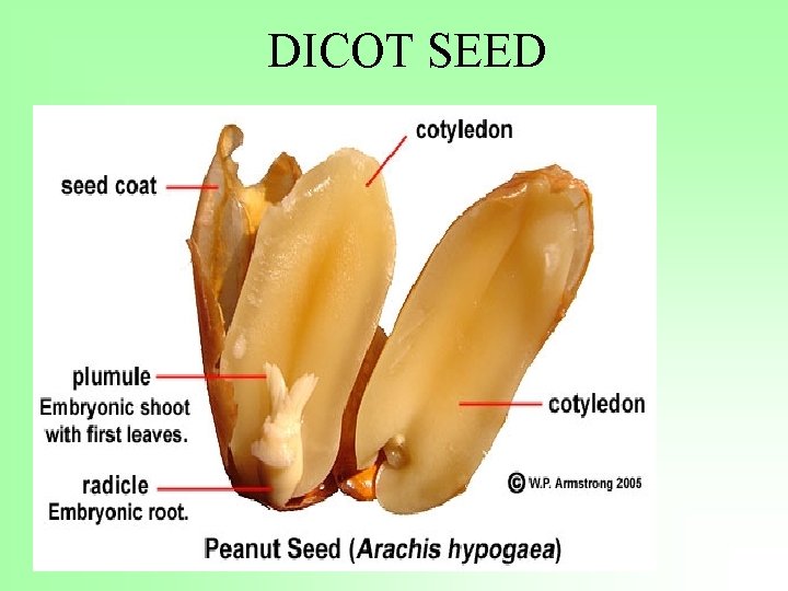 DICOT SEED 