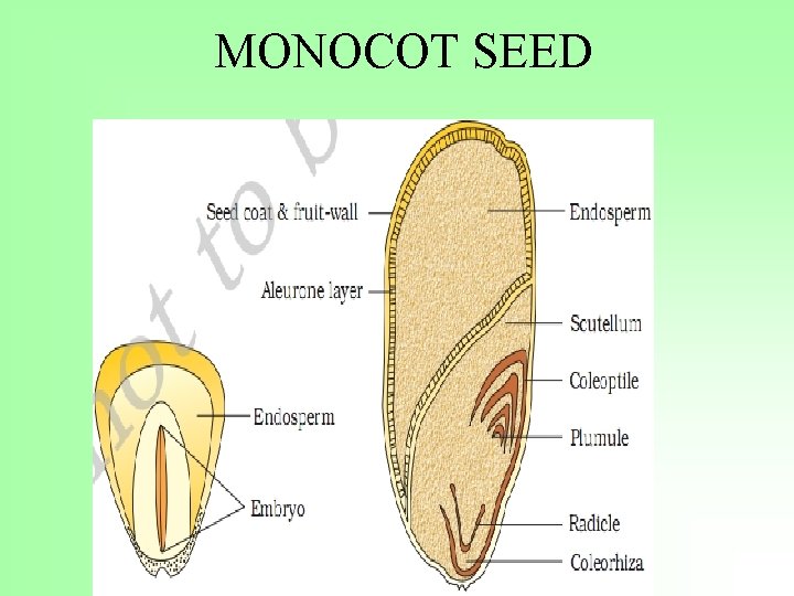 MONOCOT SEED 