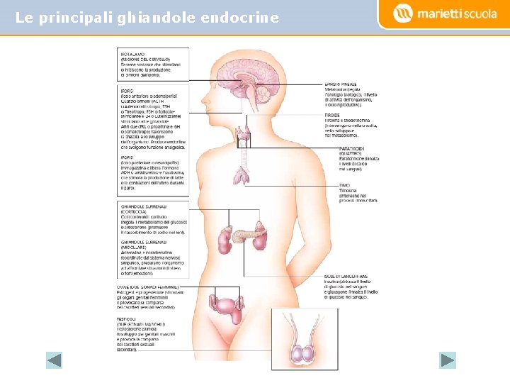 Le principali ghiandole endocrine 