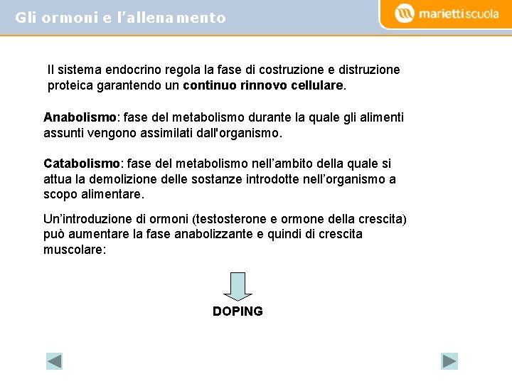 Gli ormoni e l’allenamento Il sistema endocrino regola la fase di costruzione e distruzione