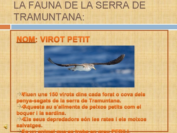 LA FAUNA DE LA SERRA DE TRAMUNTANA: NOM: VIROT PETIT àViuen uns 150 virots