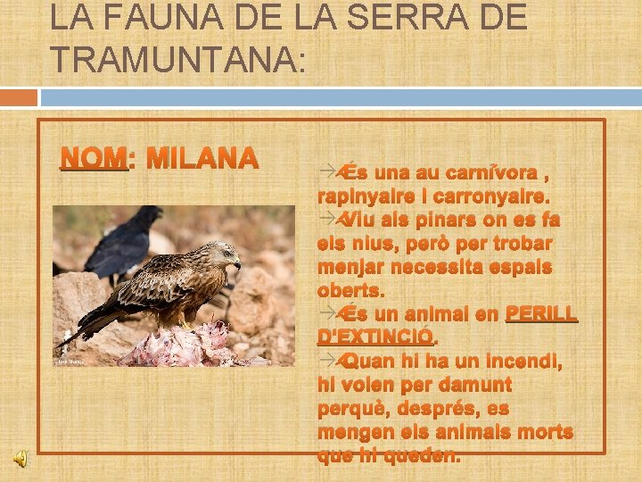 LA FAUNA DE LA SERRA DE TRAMUNTANA: NOM: MILANA à És una au carnívora