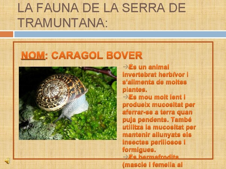 LA FAUNA DE LA SERRA DE TRAMUNTANA: NOM: CARAGOL BOVER És un animal invertebrat