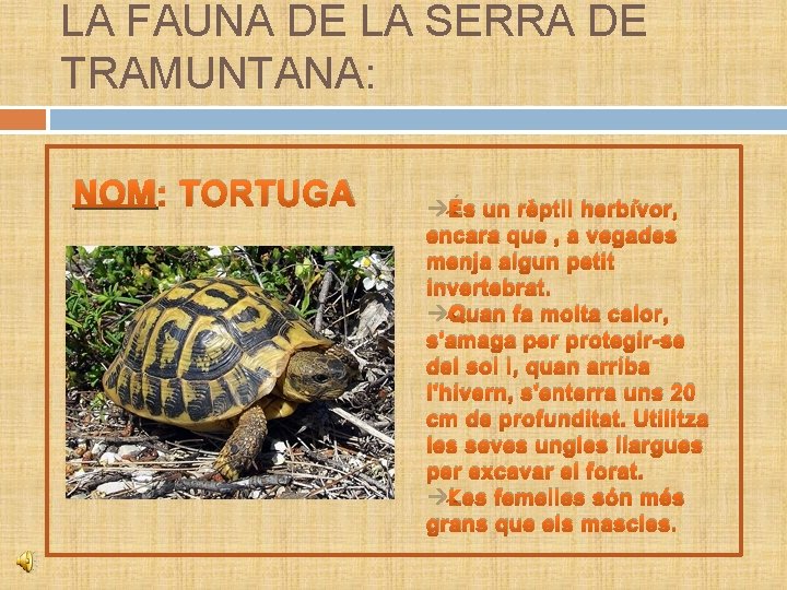 LA FAUNA DE LA SERRA DE TRAMUNTANA: NOM: TORTUGA És un rèptil herbívor, encara