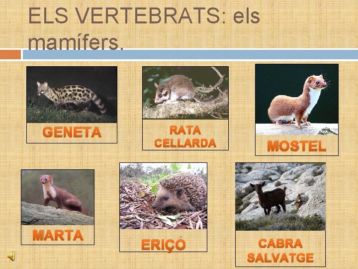 ELS VERTEBRATS: els mamífers. GENETA MARTA RATA CELLARDA ERIÇÓ MOSTEL CABRA SALVATGE 