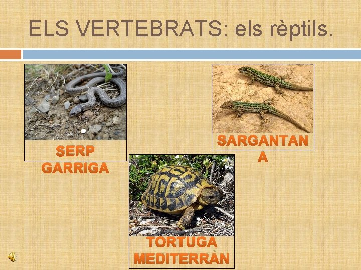 ELS VERTEBRATS: els rèptils. SERP GARRIGA SARGANTAN A TORTUGA MEDITERRÀN 