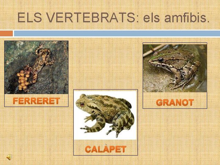 ELS VERTEBRATS: els amfibis. FERRERET GRANOT CALÀPET 