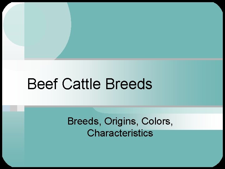 Beef Cattle Breeds, Origins, Colors, Characteristics 