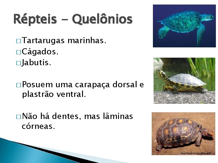 Répteis - Quelônios � Tartarugas � Cágados. marinhas. � Jabutis. � Posuem uma carapaça
