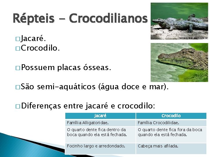 Répteis - Crocodilianos � Jacaré. � Crocodilo. � Possuem � São placas ósseas. semi-aquáticos
