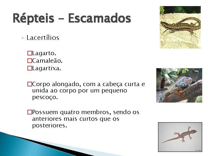 Répteis – Escamados ◦ Lacertílios �Lagarto. �Camaleão. �Lagartixa. �Corpo alongado, com a cabeça curta