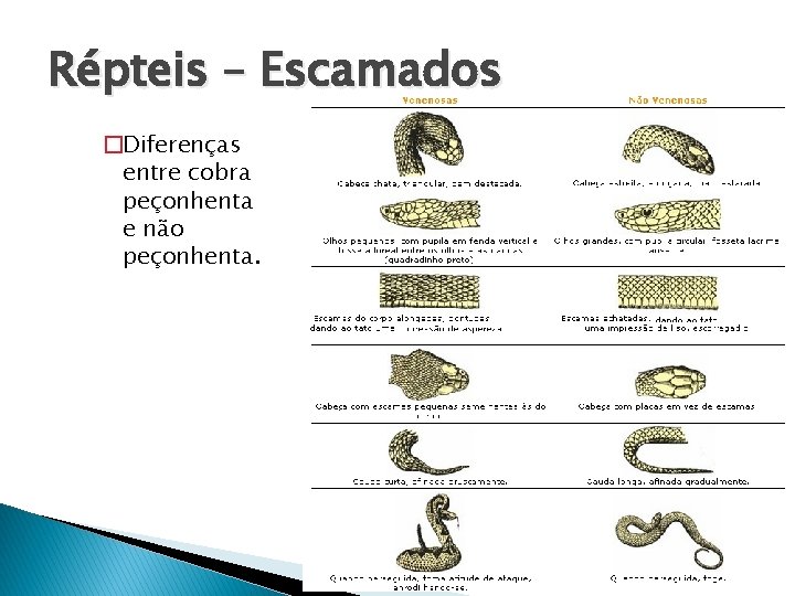 Répteis – Escamados �Diferenças entre cobra peçonhenta e não peçonhenta. 