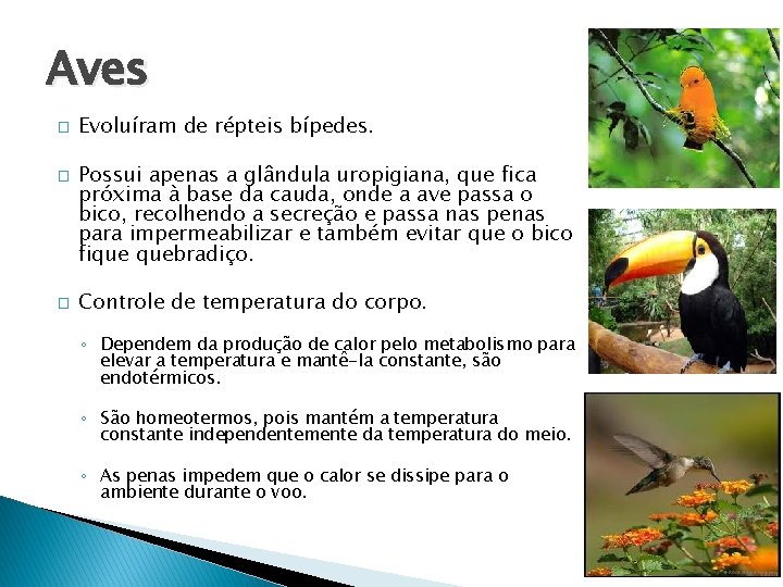 Aves � � � Evoluíram de répteis bípedes. Possui apenas a glândula uropigiana, que