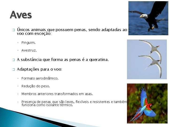 Aves � Únicos animais que possuem penas, sendo adaptadas ao voo com exceção: ◦