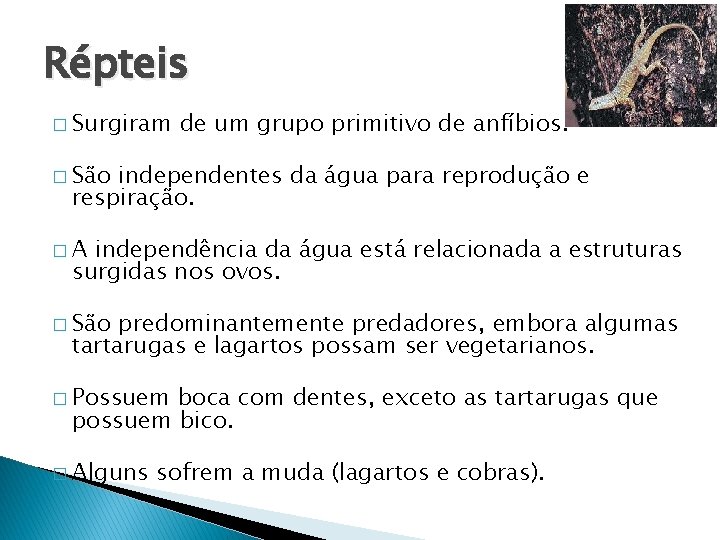 Répteis � Surgiram de um grupo primitivo de anfíbios. � São independentes da água