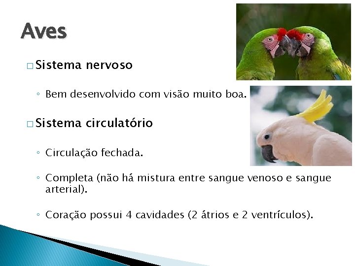 Aves � Sistema nervoso ◦ Bem desenvolvido com visão muito boa. � Sistema circulatório