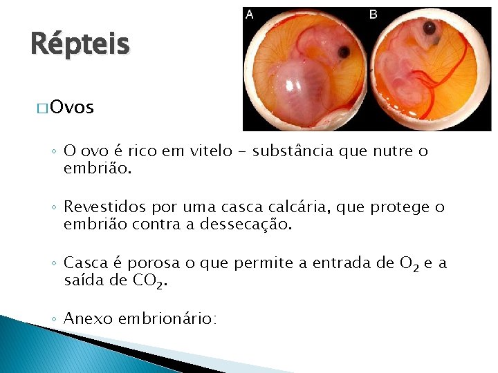 Répteis � Ovos ◦ O ovo é rico em vitelo - substância que nutre