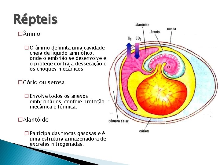 Répteis � mnio � O âmnio delimita uma cavidade cheia de líquido amniótico, onde