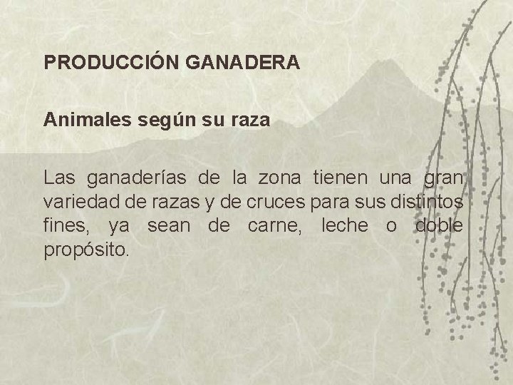 PRODUCCIÓN GANADERA Animales según su raza Las ganaderías de la zona tienen una gran