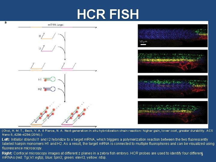 HCR FISH In situ imaging of m. RNA in fixed cells: HCR FISH (Choi,