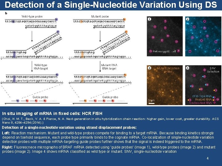 Detection of a Single-Nucleotide Variation Using DS In situ imaging of m. RNA in