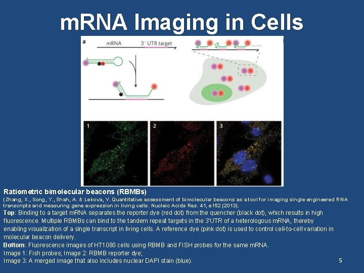 m. RNA Imaging in Cells Ratiometric bimolecular beacons (RBMBs) (Zhang, X. , Song, Y.