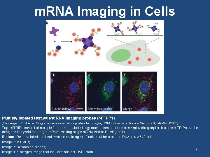m. RNA Imaging in Cells Multiply labeled tetravalent RNA imaging probes (MTRIPs) (Santangelo, P.