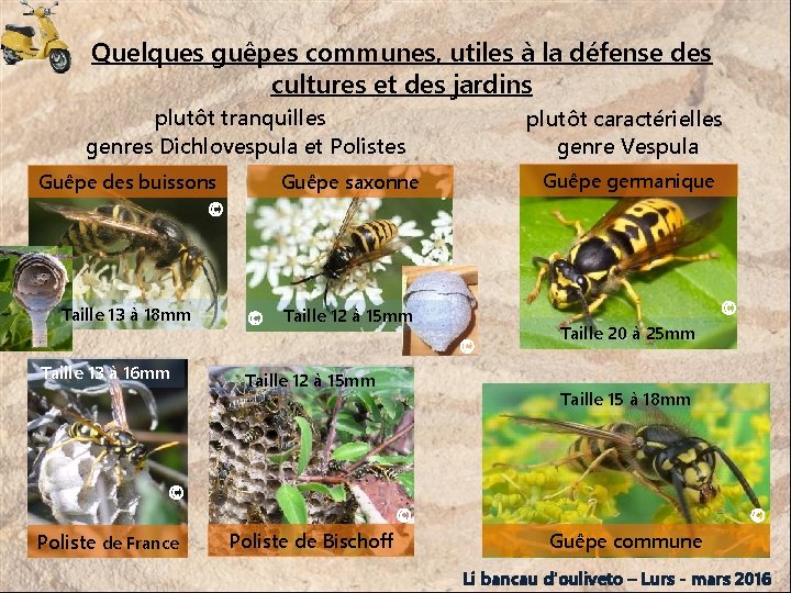 Quelques guêpes communes, utiles à la défense des cultures et des jardins plutôt tranquilles