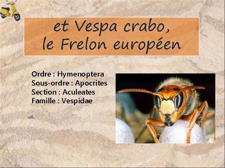 et Vespa crabo, le Frelon européen Ordre : Hymenoptera Sous-ordre : Apocrites Section :
