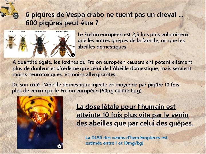 6 piqûres de Vespa crabo ne tuent pas un cheval … 600 piqûres peut-être