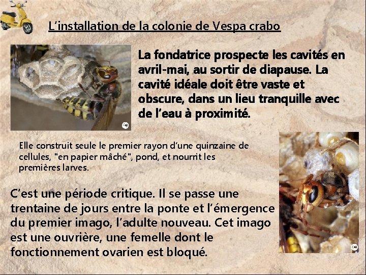 L’installation de la colonie de Vespa crabo © La fondatrice prospecte les cavités en