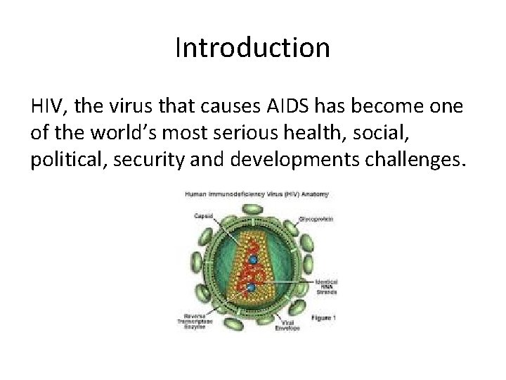 Introduction HIV, the virus that causes AIDS has become one of the world’s most