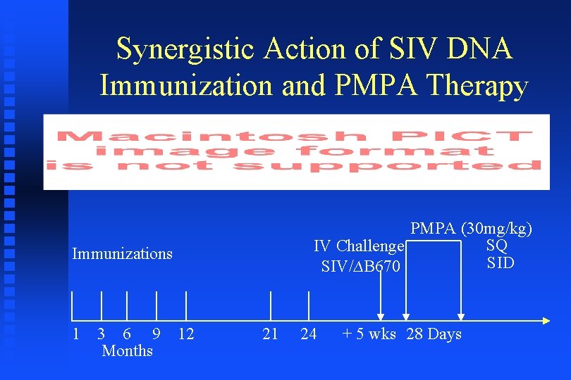 Synergistic Action of SIV DNA Immunization and PMPA Therapy PMPA (30 mg/kg) SQ IV