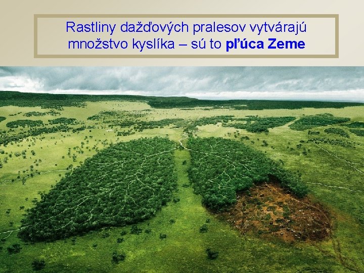 Rastliny dažďových pralesov vytvárajú množstvo kyslíka – sú to pľúca Zeme 