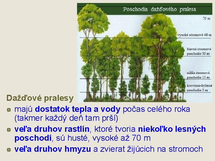Dažďové pralesy majú dostatok tepla a vody počas celého roka (takmer každý deň tam