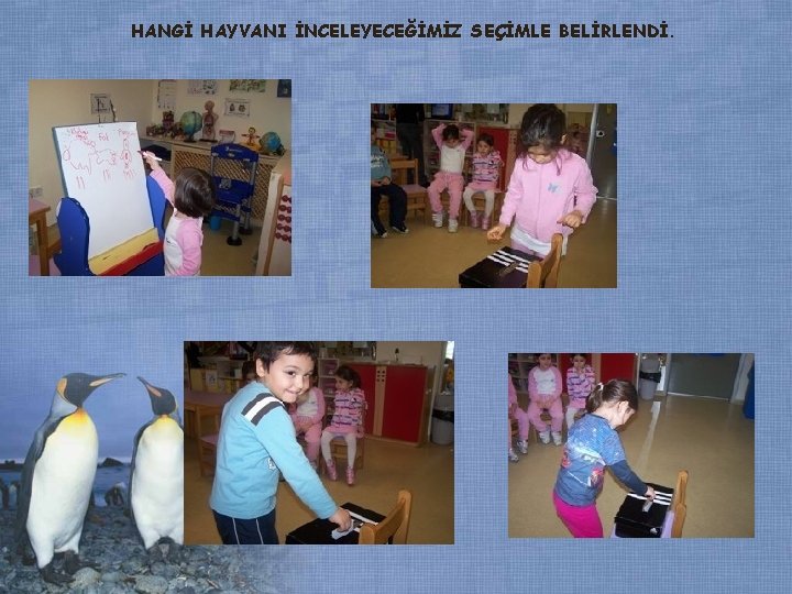 HANGİ HAYVANI İNCELEYECEĞİMİZ SEÇİMLE BELİRLENDİ. HANGİ HAYVANI İNCELEYECEĞİMİZ SEÇİMLE BELİRLENDİ.
