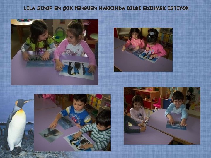 LİLA SINIF EN ÇOK PENGUEN HAKKINDA BİLGİ EDİNMEK İSTİYOR. LİLA SINIF EN ÇOK PENGUEN HAKKINDA BİLGİ EDİNMEK İSTİYOR.