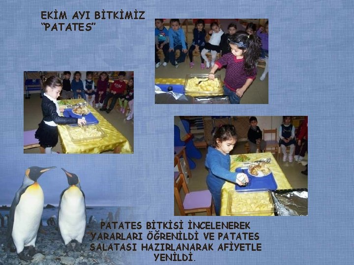 EKİM AYI BİTKİMİZ “PATATES” PATATES BİTKİSİ İNCELENEREK YARARLARI ÖĞRENİLDİ VE PATATES SALATASI HAZIRLANARAK AFİYETLE EKİM AYI BİTKİMİZ “PATATES” PATATES BİTKİSİ İNCELENEREK YARARLARI ÖĞRENİLDİ VE PATATES SALATASI HAZIRLANARAK AFİYETLE