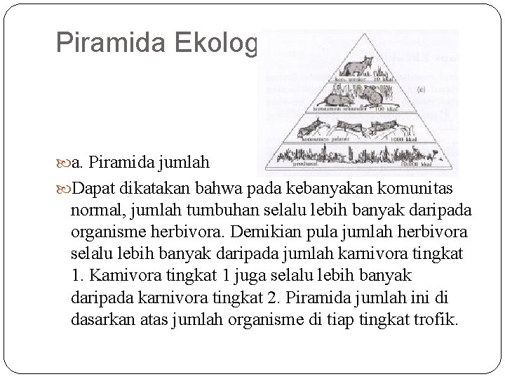 Piramida Ekologi a. Piramida jumlah Dapat dikatakan bahwa pada kebanyakan komunitas normal, jumlah tumbuhan