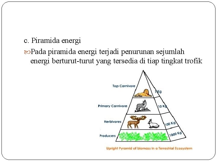c. Piramida energi Pada piramida energi terjadi penurunan sejumlah energi berturut-turut yang tersedia di