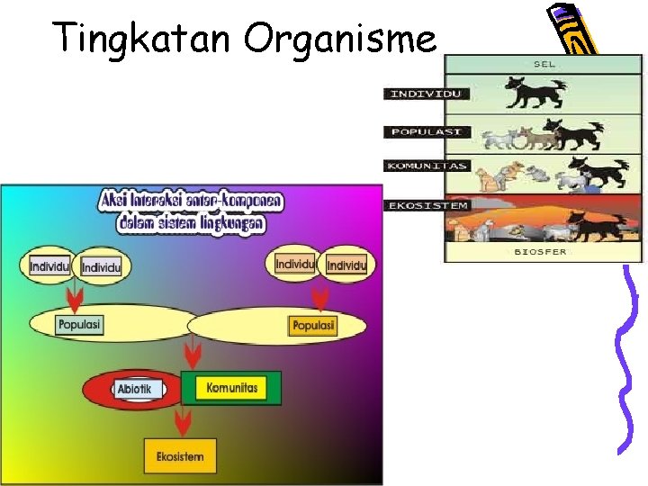 Tingkatan Organisme 