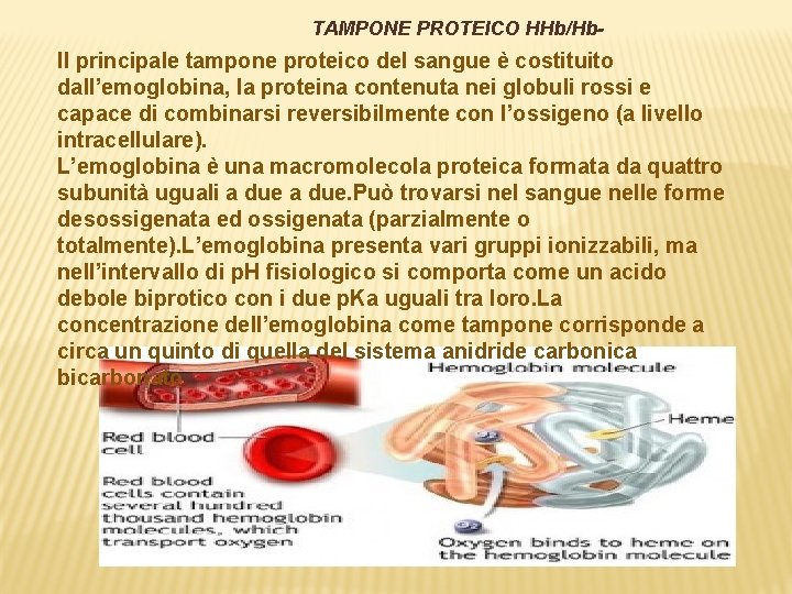 TAMPONE PROTEICO HHb/Hb- Il principale tampone proteico del sangue è costituito dall’emoglobina, la proteina