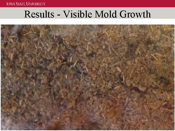 Results - Visible Mold Growth 23 