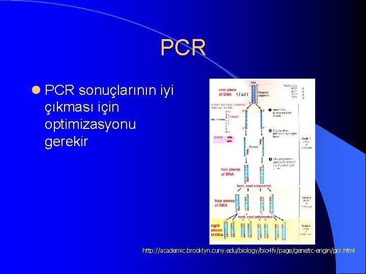 PCR l PCR sonuçlarının iyi çıkması için optimizasyonu gerekir http: //academic. brooklyn. cuny. edu/biology/bio
