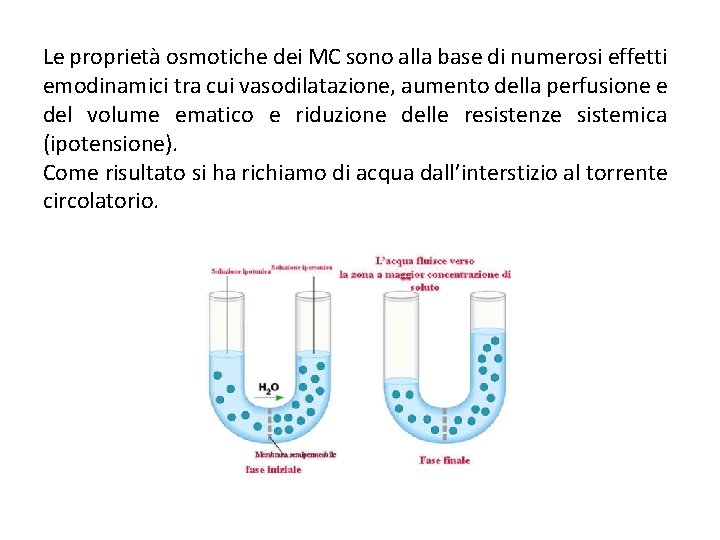 Le proprietà osmotiche dei MC sono alla base di numerosi effetti emodinamici tra cui