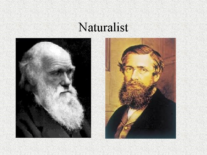 Naturalist 