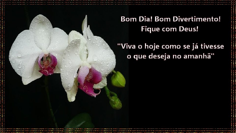 Bom Dia! Bom Divertimento! Fique com Deus! "Viva o hoje como se já tivesse