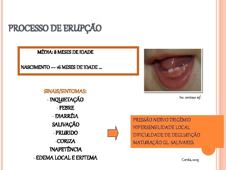 PROCESSO DE ERUPÇÃO MÉDIA: 8 MESES DE IDADE NASCIMENTO --- 16 MESES DE IDADE.